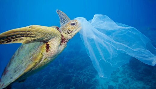 Turtle misidentify plastic bag for food 