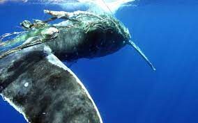 Whale entangle in plastic fishing gear 