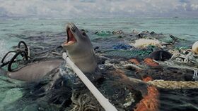 Seal entangle in marine debris 